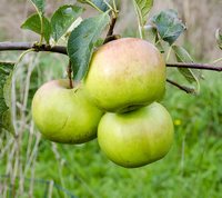Wagener æbler